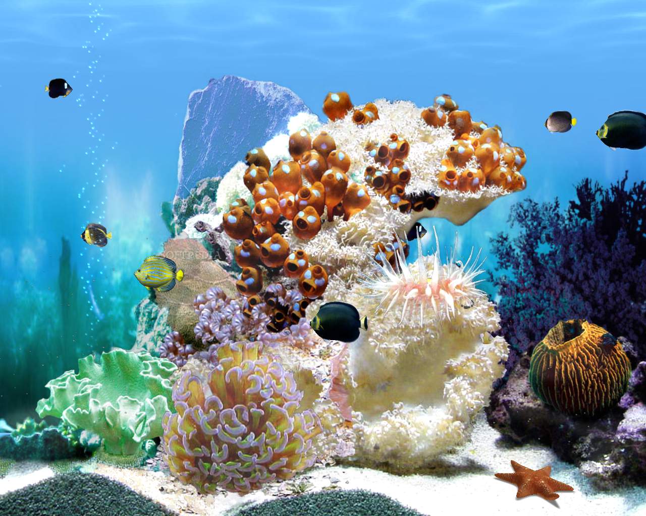 http://www.softpedia.com/screenshots/Amazing-3D-Aquarium-Free-ADDon-Chaetodontoplus-Fish-Pack_1.jpg