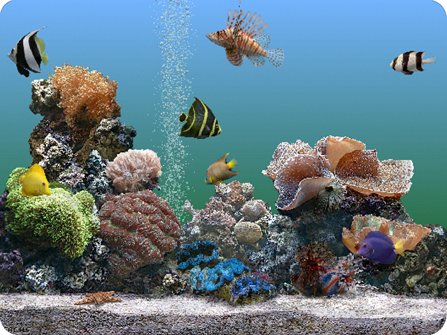 marine aquarium tank form