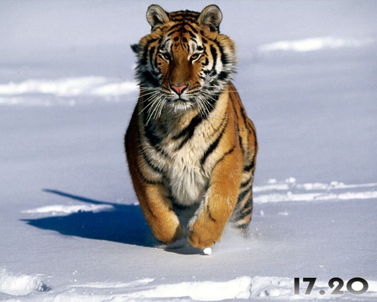 http://www.softpedia.com/screenshots/Tigers-Free-Screensaver_2.jpg