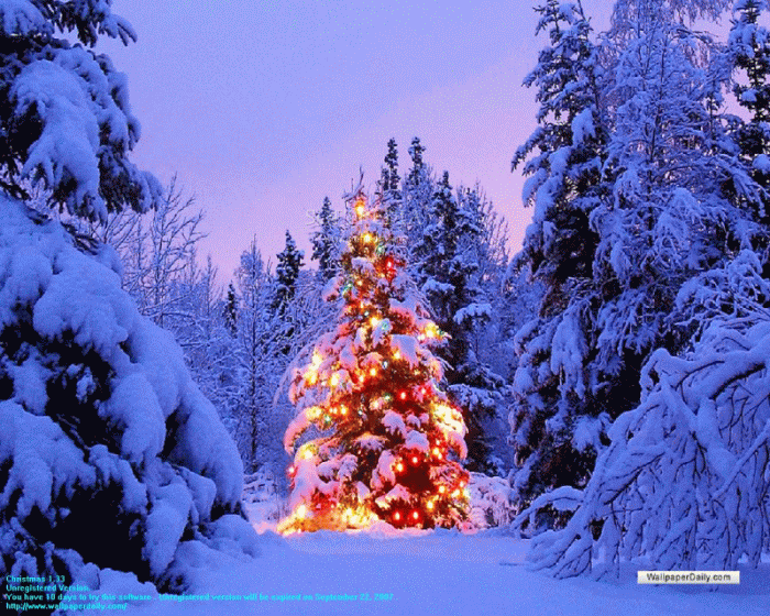 Christmas Flowers Screensavers 2023 New Ultimate The Best List of ...